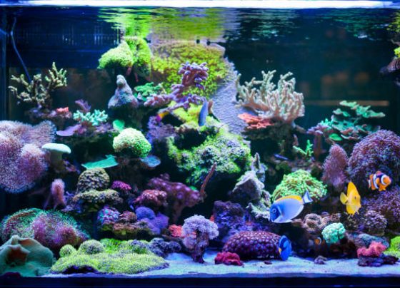 saltwater aquariums